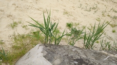 Phragmites australis