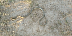 Dryophylax hypoconia