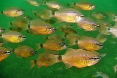 Ostorhinchus fleurieu