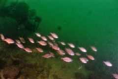 Ostorhinchus fleurieu