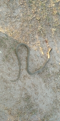 Dryophylax hypoconia