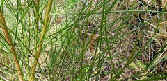 Cytisus scoparius