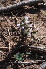 Obolaria virginica