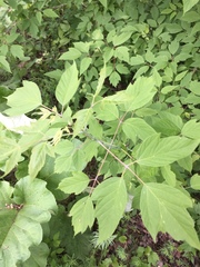 Acer negundo