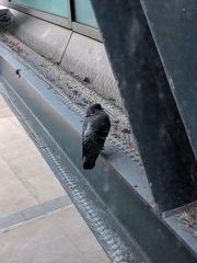 Columba livia domestica