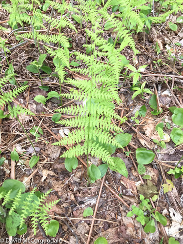 Manihot gossypiifolia (L.) Crantz 3