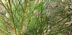 Cytisus scoparius