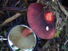 Russula purpureoflava