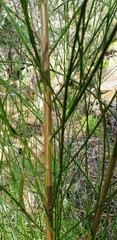 Cytisus scoparius