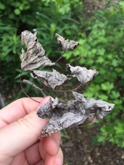 Angiospermae