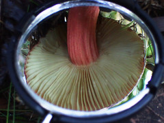 Russula purpureoflava
