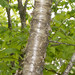 Yellow Birch - Photo (c) David McCorquodale, some rights reserved (CC BY), uploaded by David McCorquodale