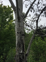Angiospermae