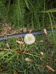 Taraxacum officinale