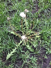 Taraxacum officinale