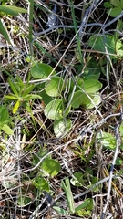 Parnassia glauca