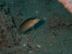Pseudochromis perspicillatus