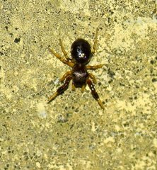 Harmochirus