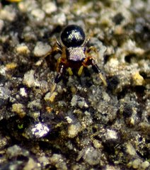 Harmochirus