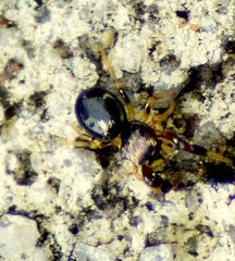 Harmochirus