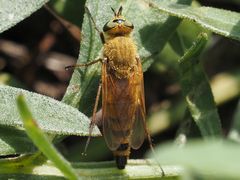 Thereva fulva