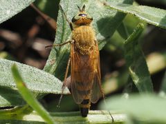 Thereva fulva