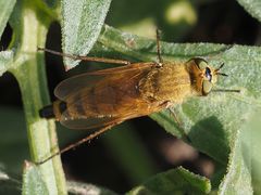 Thereva fulva