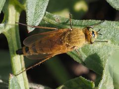Thereva fulva