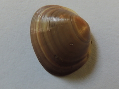 Sphaerium rhomboideum