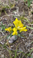 Thermopsis lanceolata
