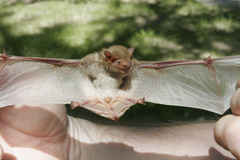 Pseudoromicia rendalli