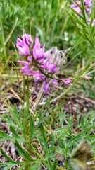 Astragalus versicolor