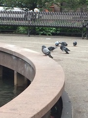 Columba livia domestica