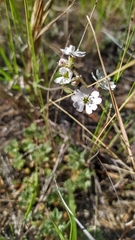 Silene linnaeana