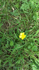 Ranunculus repens