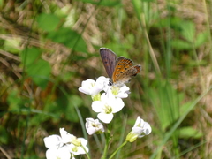 Lycaena helle