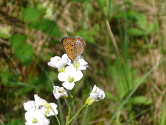 Lycaena helle