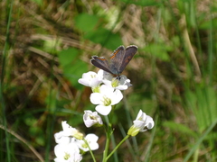 Lycaena helle