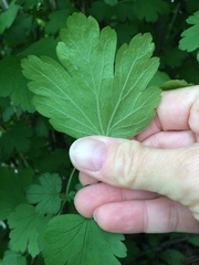 Tracheophyta