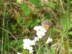 Lycaena helle