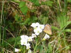 Lycaena helle