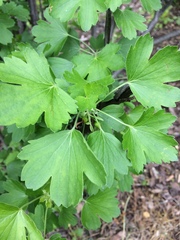 Tracheophyta