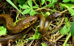 Oriental Ratsnake photo 4