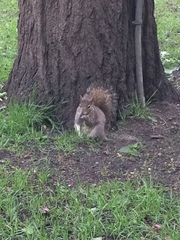 Sciurus carolinensis