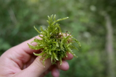 Eurhynchium angustirete