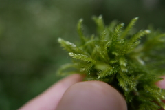Eurhynchium angustirete