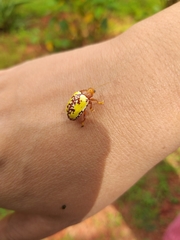 Podontia congregata