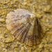 Mediterranean Limpet - Photo (c) reddad, some rights reserved (CC BY-NC), uploaded by reddad