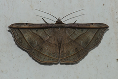 Entomogramma fautrix