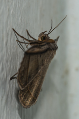 Entomogramma fautrix